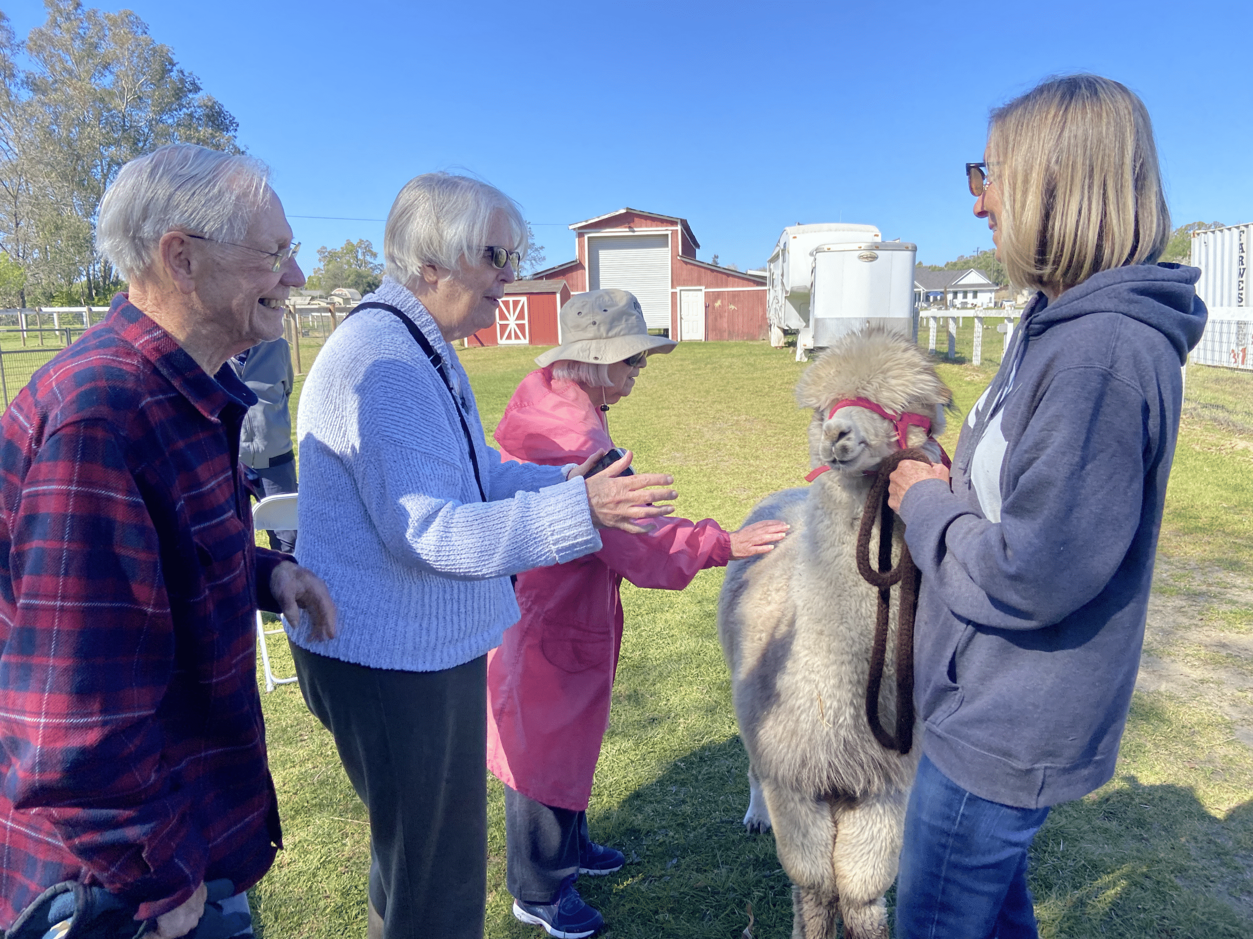 Three older adults pet a furry white alpaca while a woman holds its reins